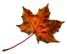 leaf
