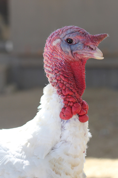 Adopt A Turkey